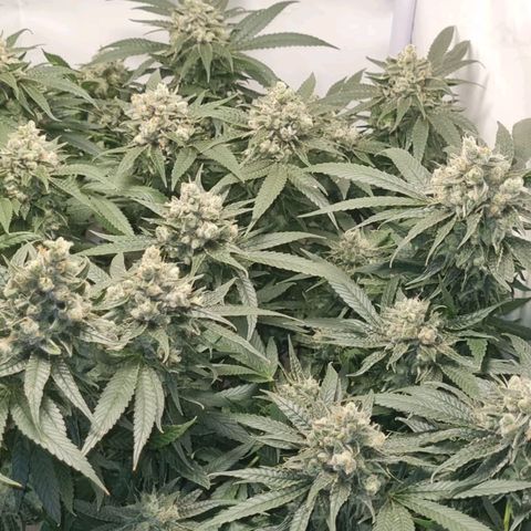 Pinneaple Cheese  growlog timeline photo