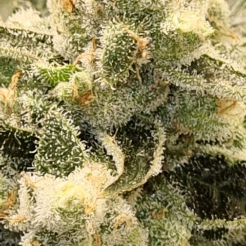 Pinneaple Cheese  growlog timeline photo