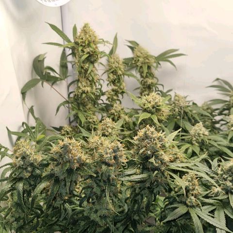 Pinneaple Cheese  growlog timeline photo