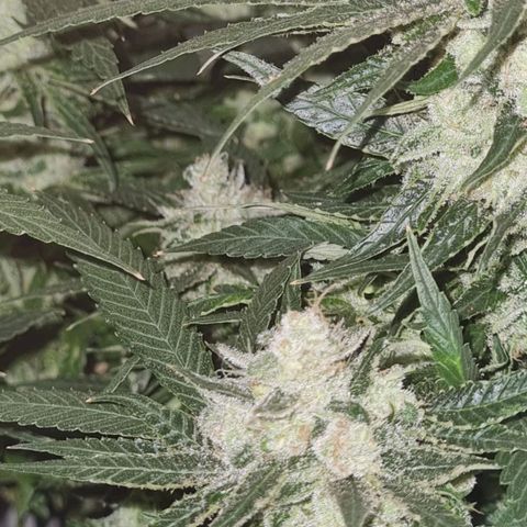 Pinneaple Cheese  growlog timeline photo