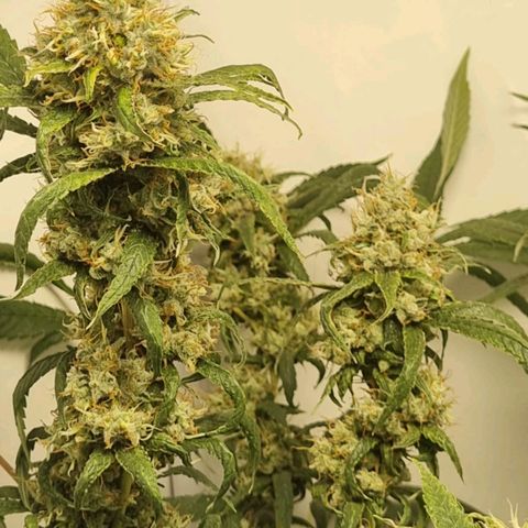 Pinneaple Cheese  growlog timeline photo