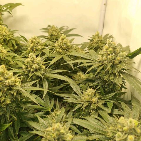 Pinneaple Cheese  growlog timeline photo