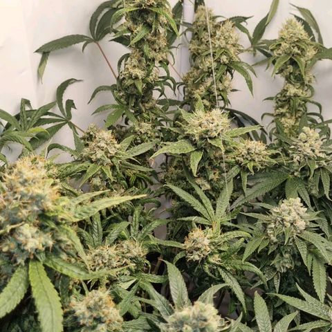 Pinneaple Cheese  growlog timeline photo