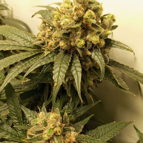 Pinneaple Cheese  growlog timeline photo