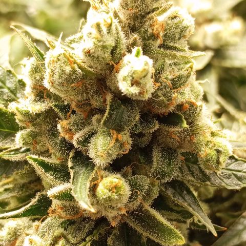 Pinneaple Cheese  growlog timeline photo