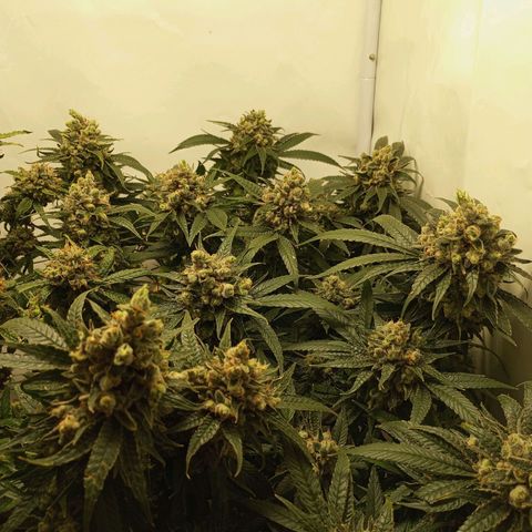 Pinneaple Cheese  growlog timeline photo