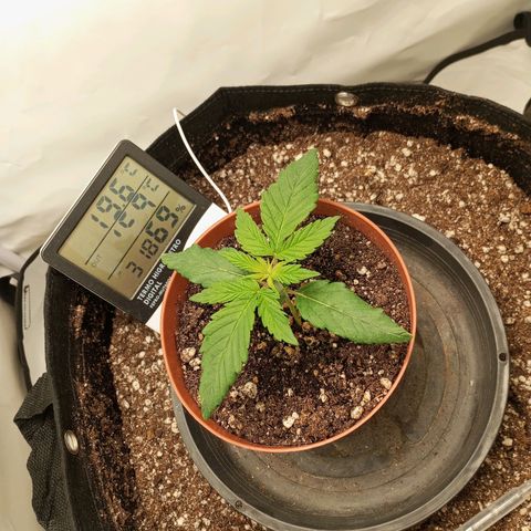 Lemon Haze growlog timeline photo
