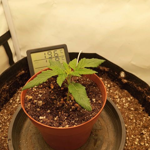 Lemon Haze growlog timeline photo