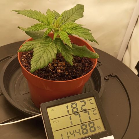 Lemon Haze growlog timeline photo