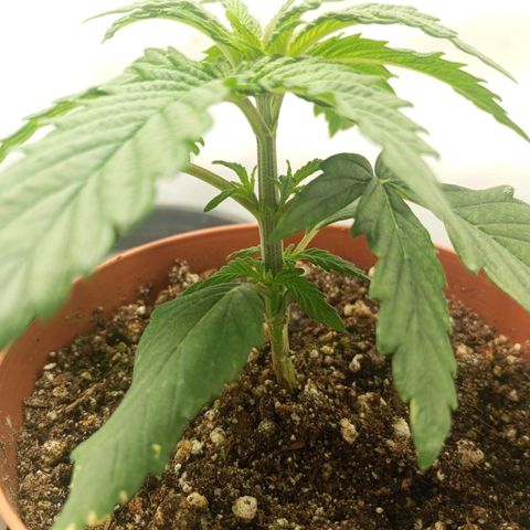 Lemon Haze growlog timeline photo
