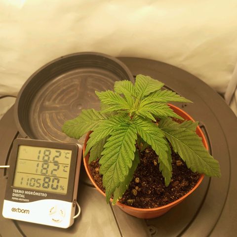 Lemon Haze growlog timeline photo