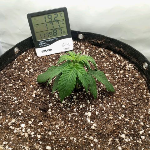 Lemon Haze growlog timeline photo