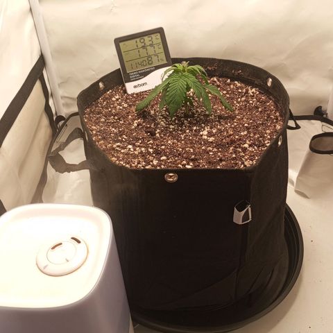 Lemon Haze growlog timeline photo