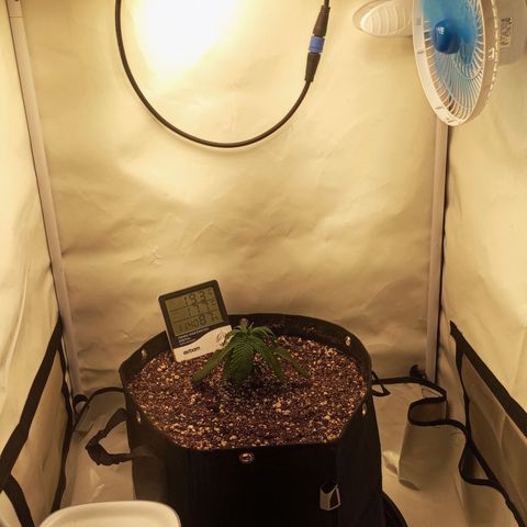 Lemon Haze growlog timeline photo