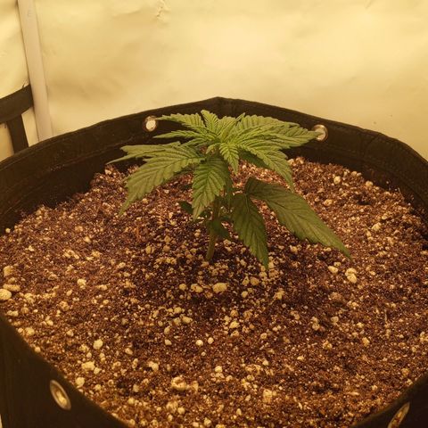 Lemon Haze growlog timeline photo