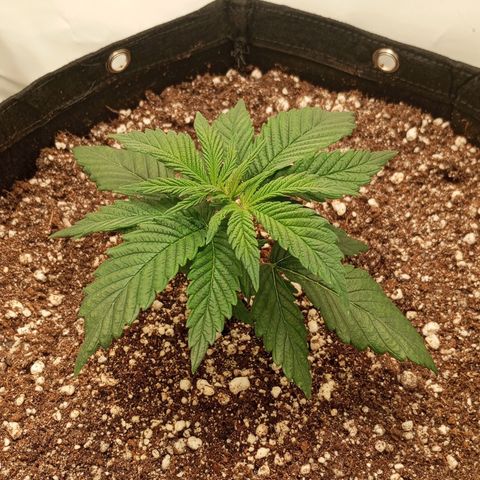 Lemon Haze growlog timeline photo