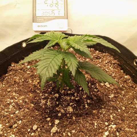 Lemon Haze growlog timeline photo