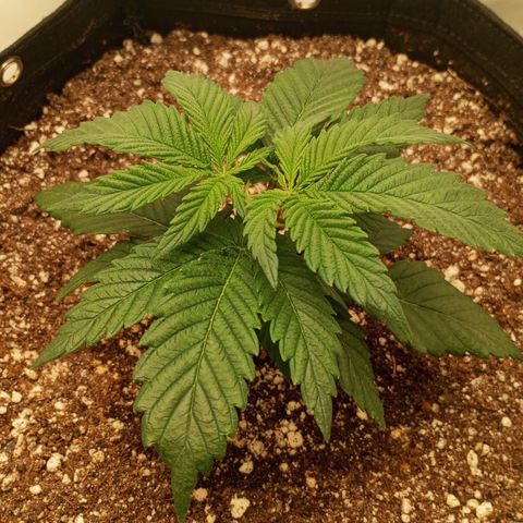 Lemon Haze growlog timeline photo