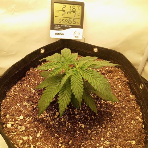 Lemon Haze growlog timeline photo