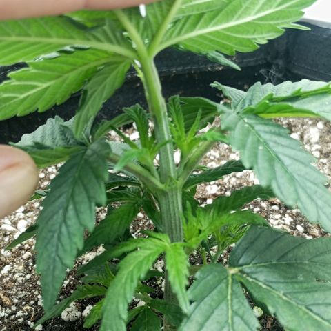 Lemon Haze growlog timeline photo