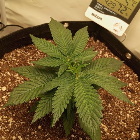 Lemon Haze growlog timeline photo