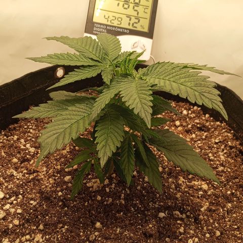 Lemon Haze growlog timeline photo