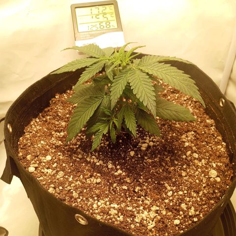 Lemon Haze growlog timeline photo