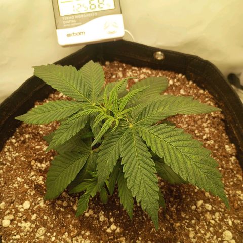 Lemon Haze growlog timeline photo