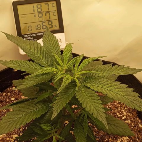Lemon Haze growlog timeline photo