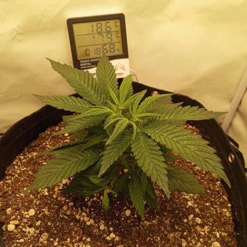 Lemon Haze growlog timeline photo