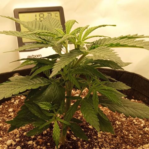 Lemon Haze growlog timeline photo
