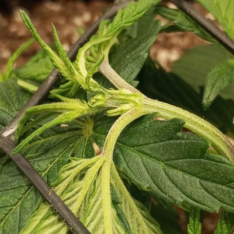 Lemon Haze growlog photo: Segunda poda top feita e início do treinamento com o scrog.