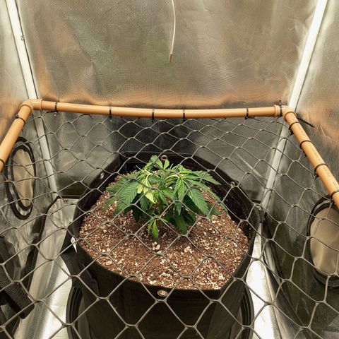 Lemon Haze growlog photo: Segunda poda top feita e início do treinamento com o scrog.