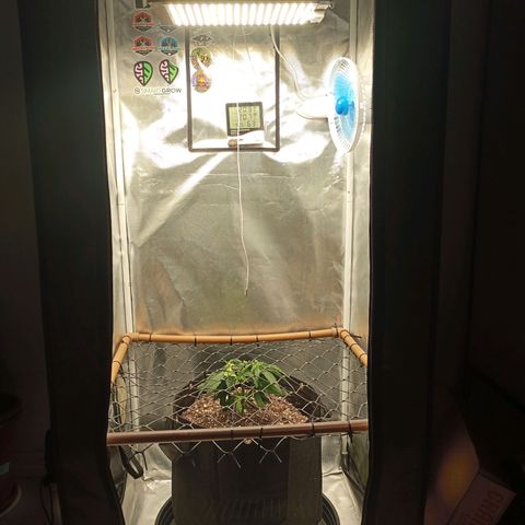 Lemon Haze growlog photo: Segunda poda top feita e início do treinamento com o scrog.