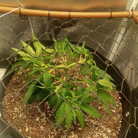 Lemon Haze growlog timeline photo