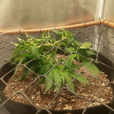 Lemon Haze growlog timeline photo