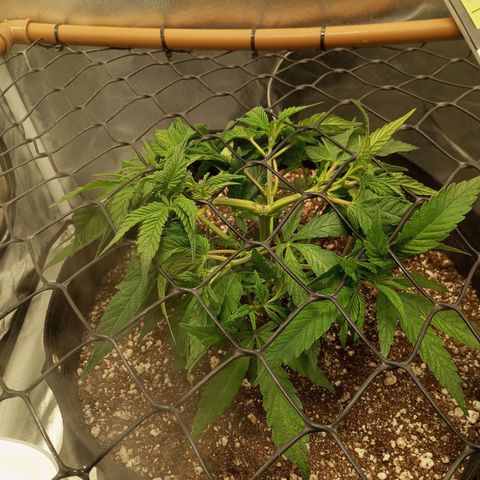 Lemon Haze growlog timeline photo