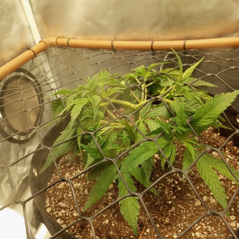 Lemon Haze growlog timeline photo