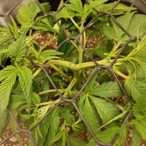 Lemon Haze growlog timeline photo