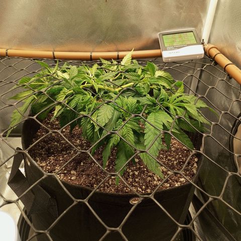 Lemon Haze growlog timeline photo
