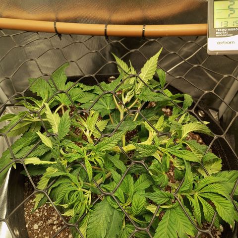 Lemon Haze growlog timeline photo