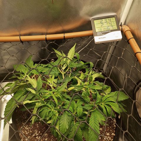 Lemon Haze growlog timeline photo
