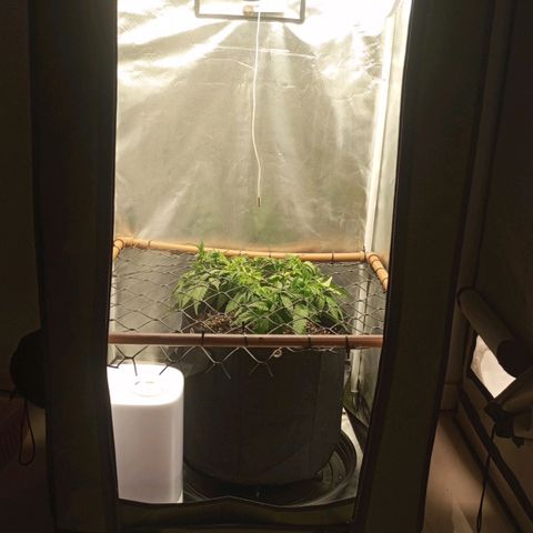Lemon Haze growlog timeline photo