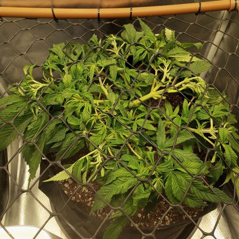 Lemon Haze growlog timeline photo