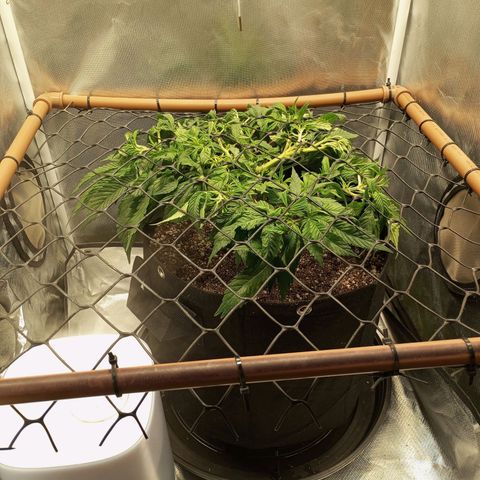 Lemon Haze growlog timeline photo