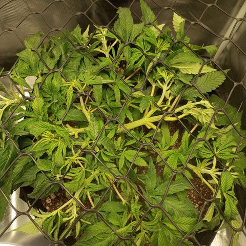 Lemon Haze growlog timeline photo