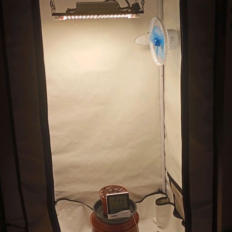 Critical +2 XXL Auto growlog timeline photo