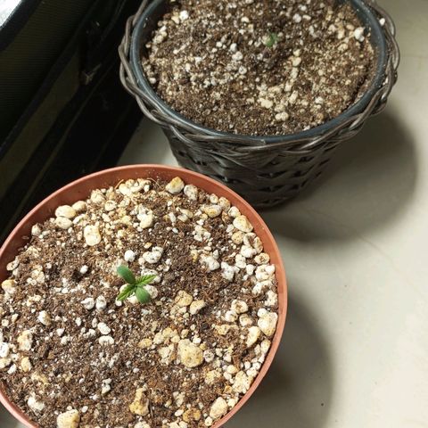Critical +2 XXL Auto growlog timeline photo