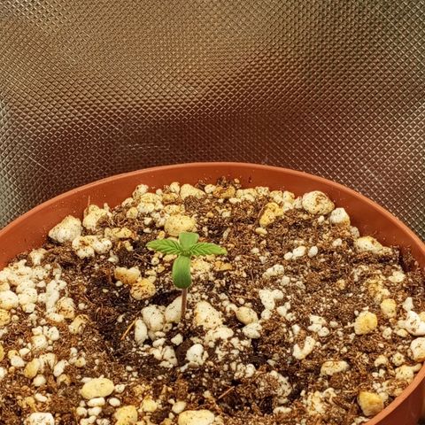 Critical +2 XXL Auto growlog timeline photo