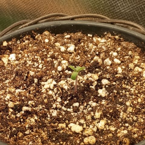 Critical +2 XXL Auto growlog timeline photo